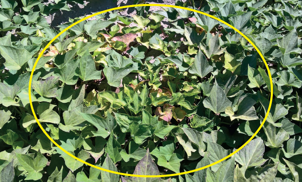 Vírus da batata-doce em Portugal